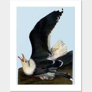 Audubon's Great black-backed Gull Posters and Art